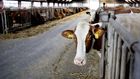 Den nuværende usikkerhed om virkningen af regeringens kvælstofplaner på mælkebedrifterne, får hollandsk landbrugsbank til at klassificere mælkesektoren som sårbar. | Foto: Finn Frandsen