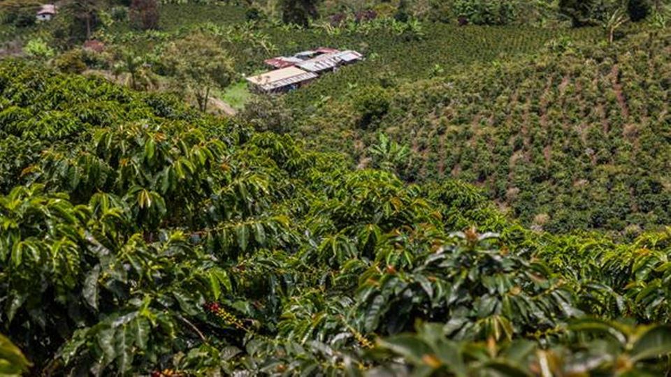 En meget stor del af den colombianske kaffeproduktion ligger i uvejsomt bjergterræn, og det er svært at holde lønsomheden oppe. | Foto: Björn Rudnert, Nestlé