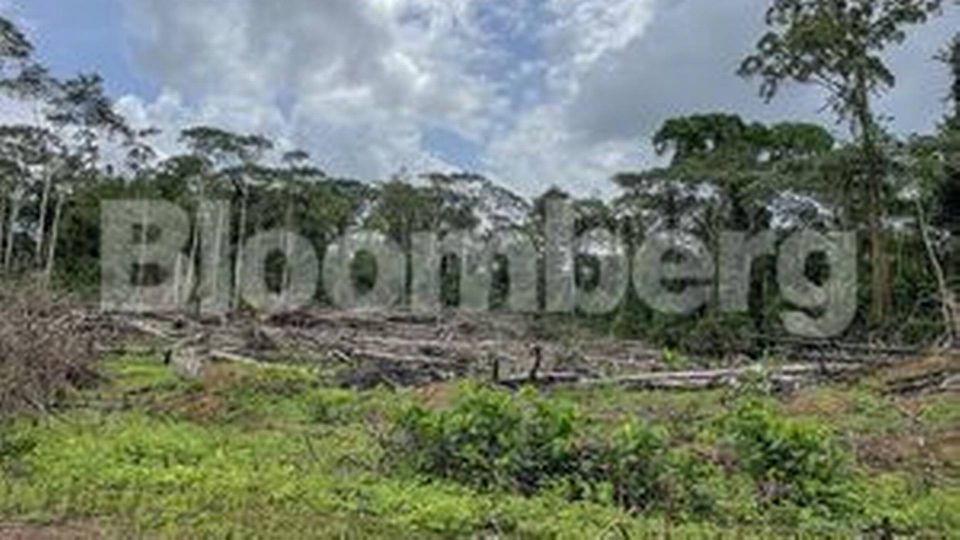 Felled trees in Sinoe County | Photo: Leanne de Bassompierre/Bloomberg