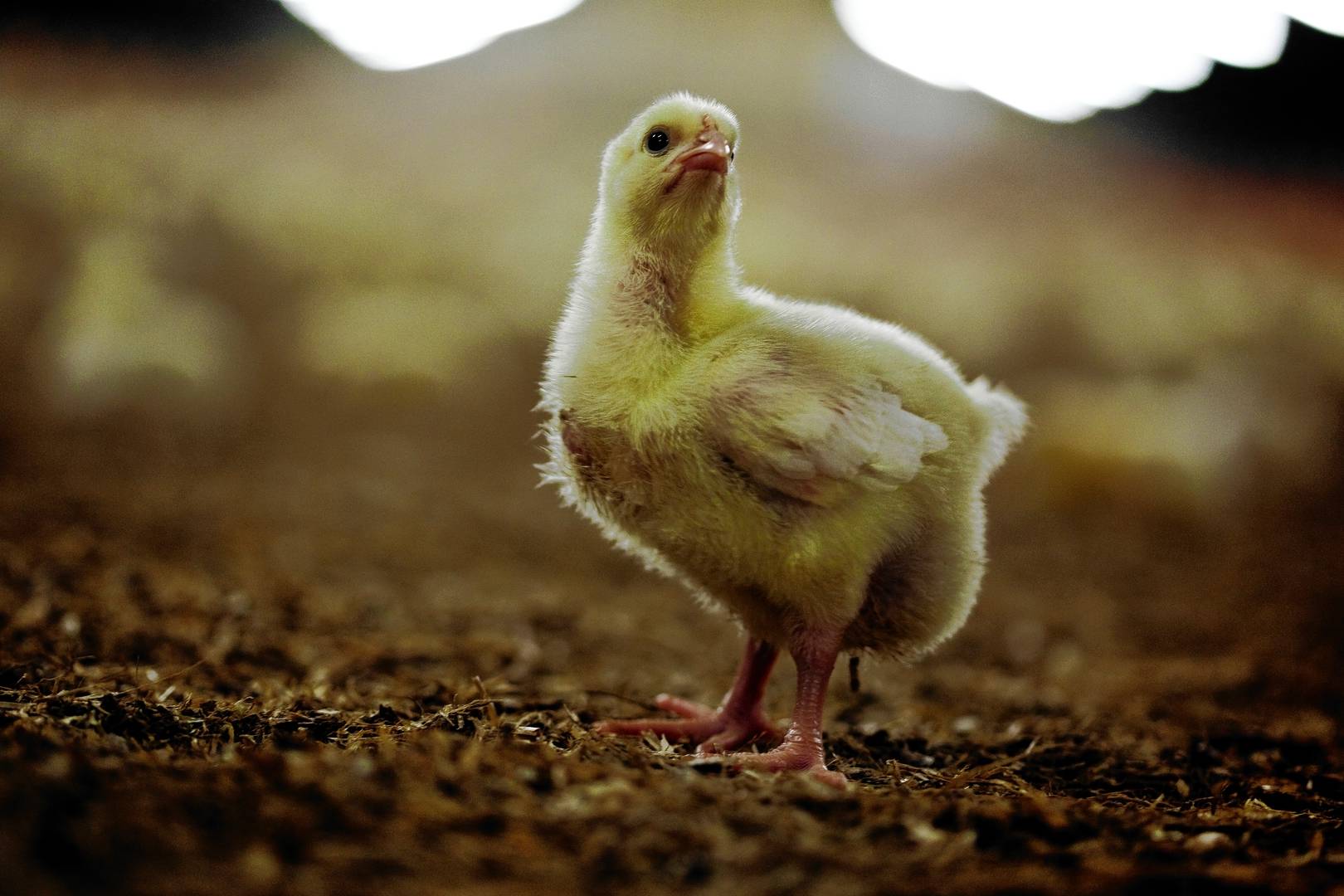 I 2020 søgte kyllingeproducent om at etablere et anlæg på 12.000 kvadratmeter, men efter flere høringsperioder er projektet blevet halveret. Lokalsamfundet har fortsat stor skepsis omkring etableringen.