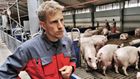 Kombinationen af lave svinepriser og stigende foderpriser har medført, at landmændene i perioder har tabt helt op til fire kroner pr. produceret kilo svinekød. | Foto: Peter Høyer/Watch Medier