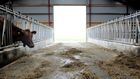 Amerikanske andelshavere i Foremost Farms får reduceret mælkeprisen kraftigt resten af året. | Foto: Peter Hove Olesen