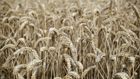Verdens næststørste hvedeeksportør stoppede i weekenden med at sende mere korn over grænsen. | Photo: Jens Dresling