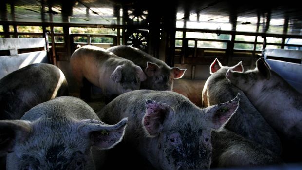 Transportørerne, der kører både grise og kvier ud af landet, har været udfordret det seneste år af svære markedsforhold. Det gælder også Porc-Ex. | Foto: Lars Skaaning/pxsk7.jpg