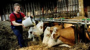I foråret førte manglen på non-gm soja til en del tumult mellem mælkeproducenter og grovareselskaber. Nu vil Arla igen have alle med i non-gm folden. | Foto: Thomas Borberg
