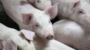 Frandsbjerg Group vil opkøbe og omlægge svinelandbrug med egen foderproduktion. | Foto: Finn Frandsen
