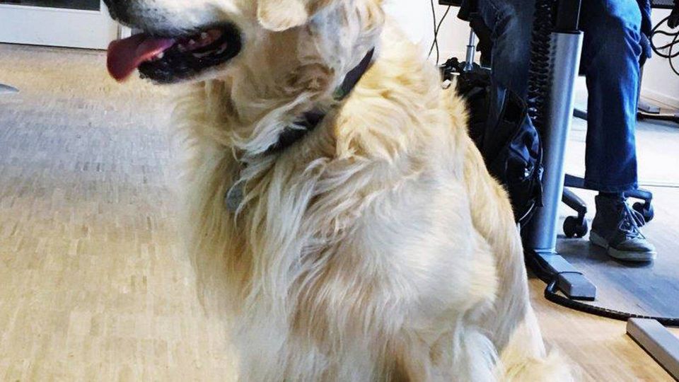 Hver fredag får kontorerne hos Zitcom en ekstra kollega i form af en golden retriever. Hunden er også med til arrangementet AU Hack, som virksomheden er hovedsponsor for. | Foto: PR/Zitcom