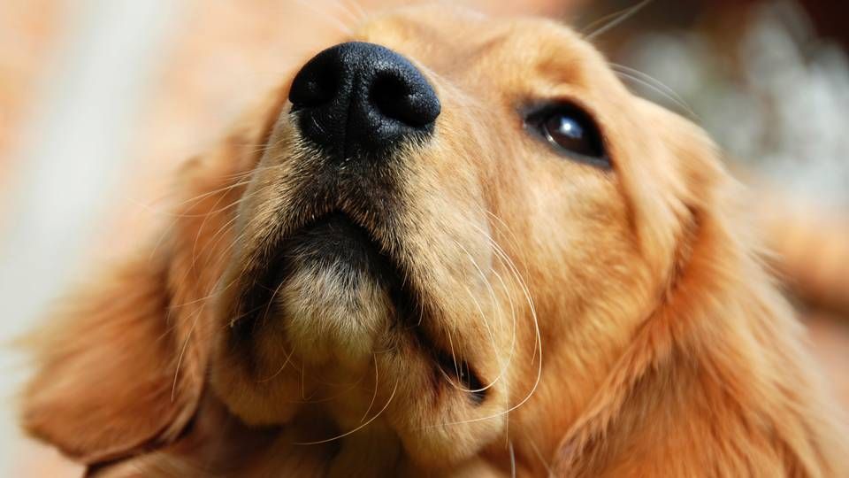 Gøre klart Grine Ægte Britiske myndigheder vil bruge hunde i kampen mod kræft — MedWatch