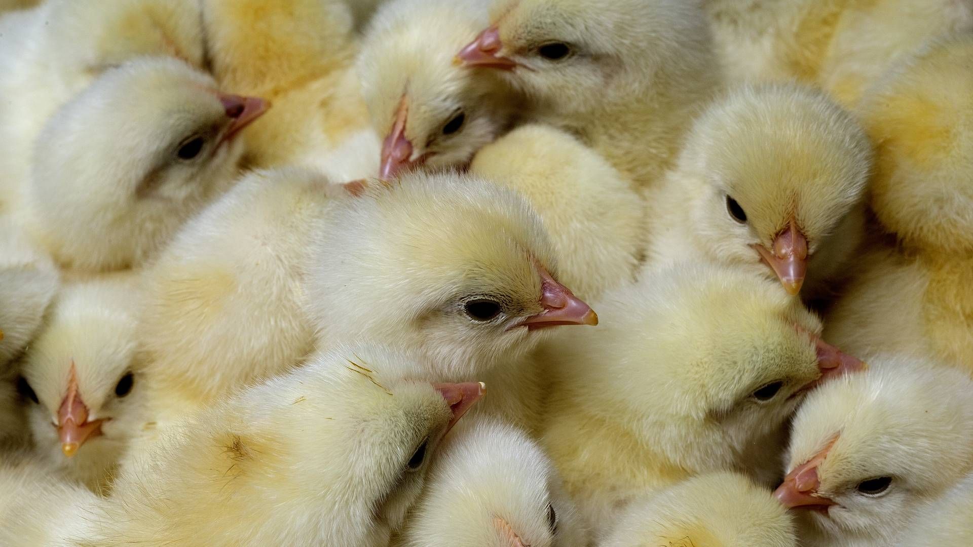 I samarbejde med Danhatch skal nordjyde fremover sælge millioner af æg. | Foto: Carsten Andreasen