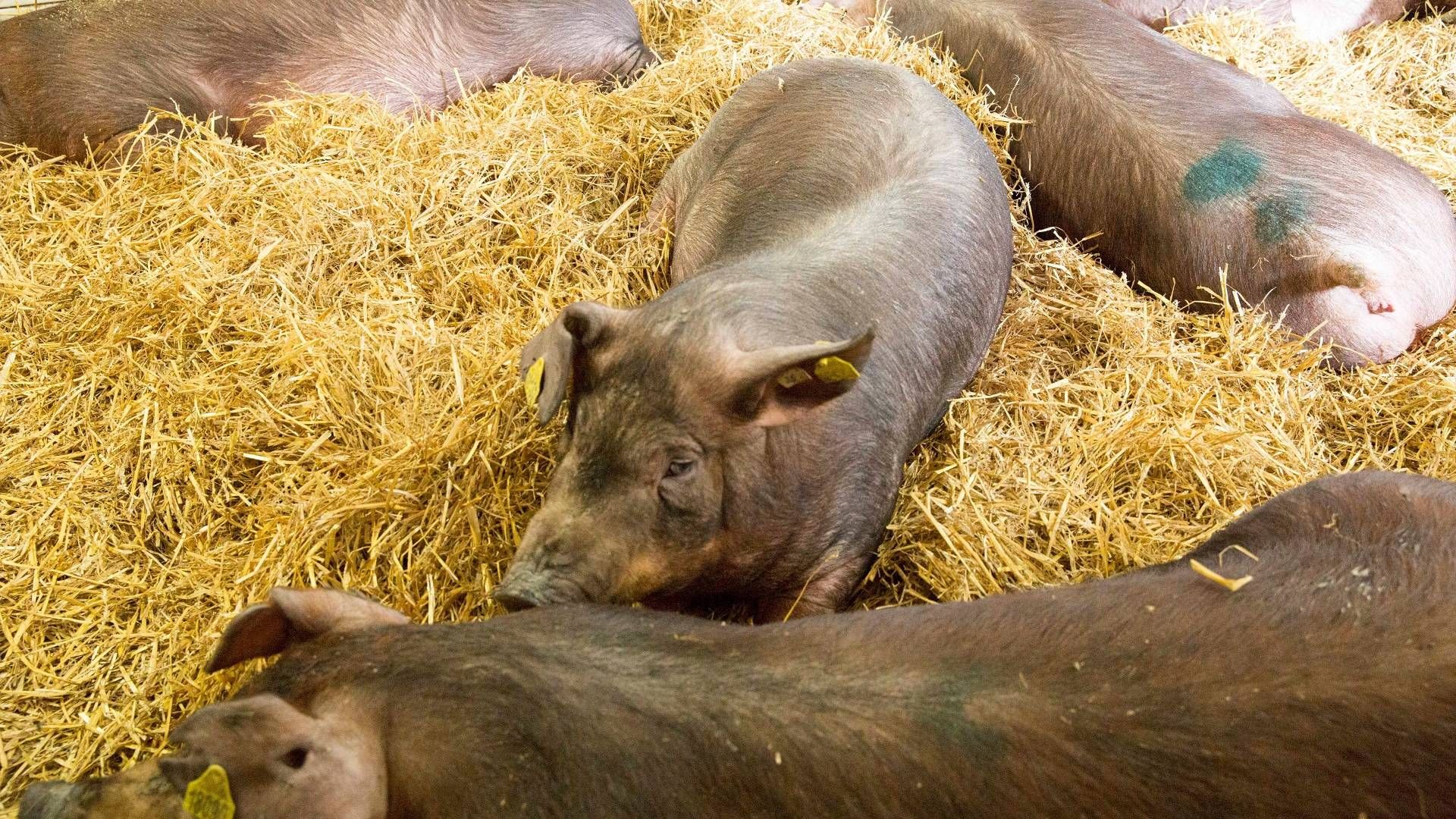 Idavang sendte i tredje kvartal over 200.000 slagtesvin af sted fra staldene. Især de russiske tjente selskabet godt på. | Foto: PR-foto