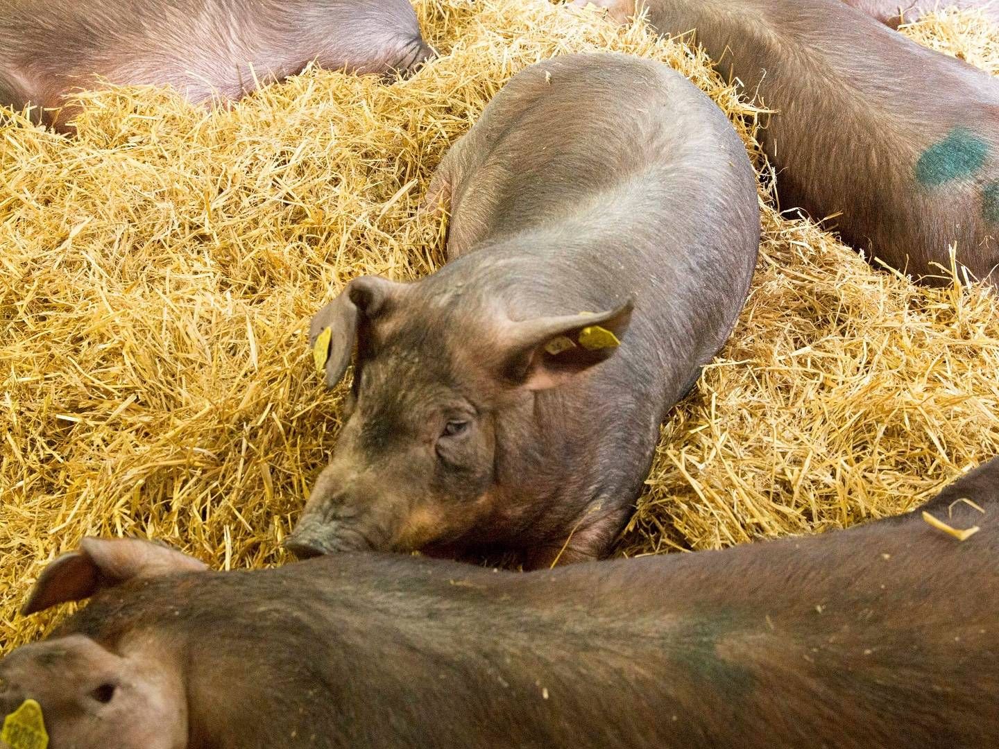 Idavang sendte i tredje kvartal over 200.000 slagtesvin af sted fra staldene. Især de russiske tjente selskabet godt på. | Foto: PR-foto