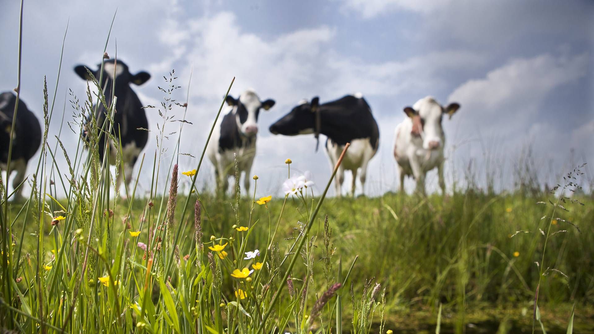 Ser man bort fra 2022 og 2023, er mælkeprisen for marts rekordhøj for Frieslandcampina. | Foto: FrieslandCampina/ PR