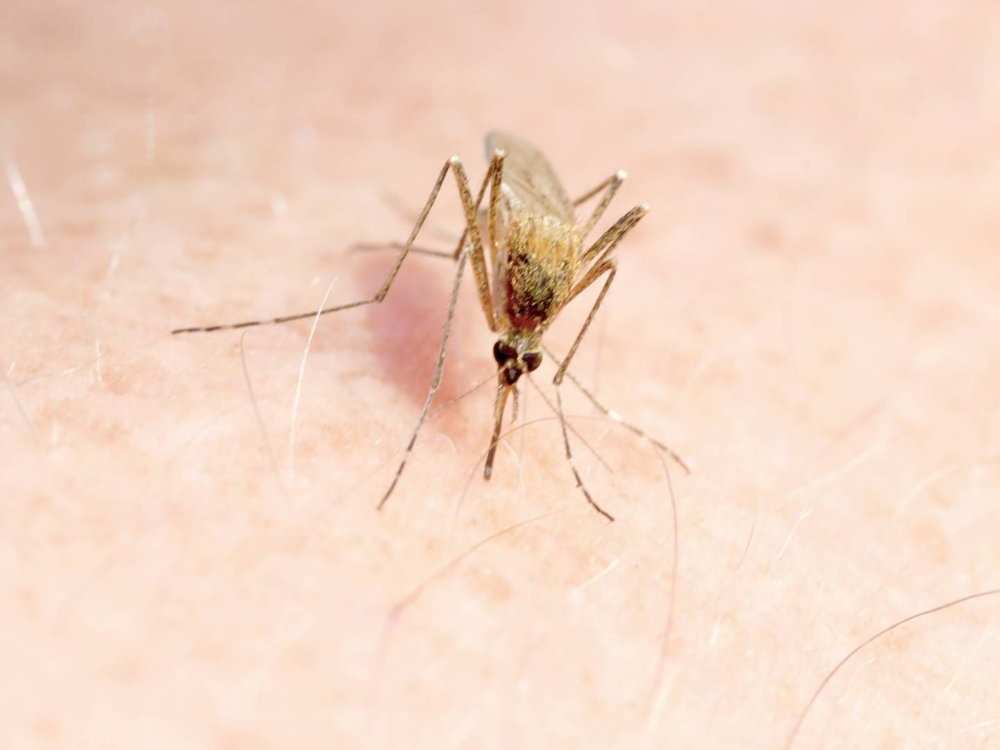 MALARIA: Fase 3-studien på ganaplacid gjøres i et samarbeid med organisasjonen Medicines for Malaria Venture (MMV). | Foto: Colourbox