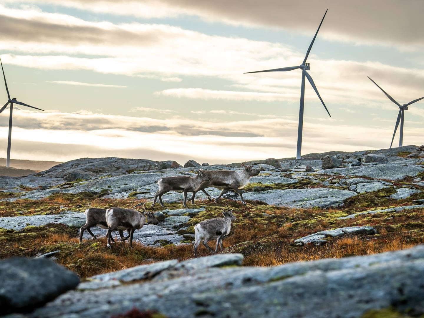 ULØST: Dialogen i Fosen-saken fortsetter, i regi av Olje- og energidepartementet. Bildet viser reinsdyr som vandrer rundt vindmøllene på Storheia vindpark. | Foto: Heiko Junge / NTB