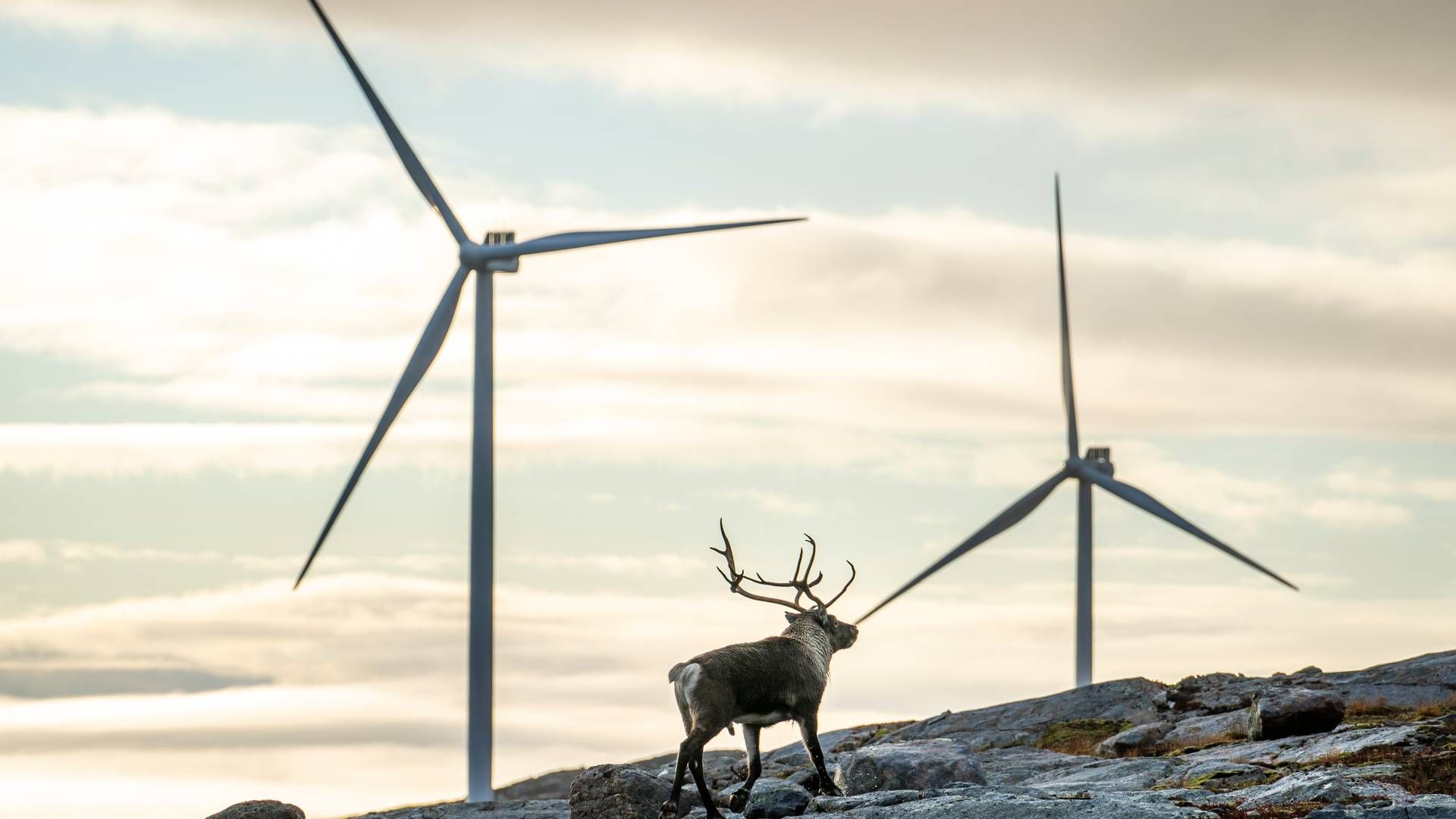 OED lover ny kraftproduksjon i Finnmark tilsvarende det Hammerfest LNG skal bruke. Foreløpig er det bare 170 MW ny vindkraft som har fått konsejson. Illustrasjonsbilde fra Fosen. | Foto: Heiko Junge, NTB