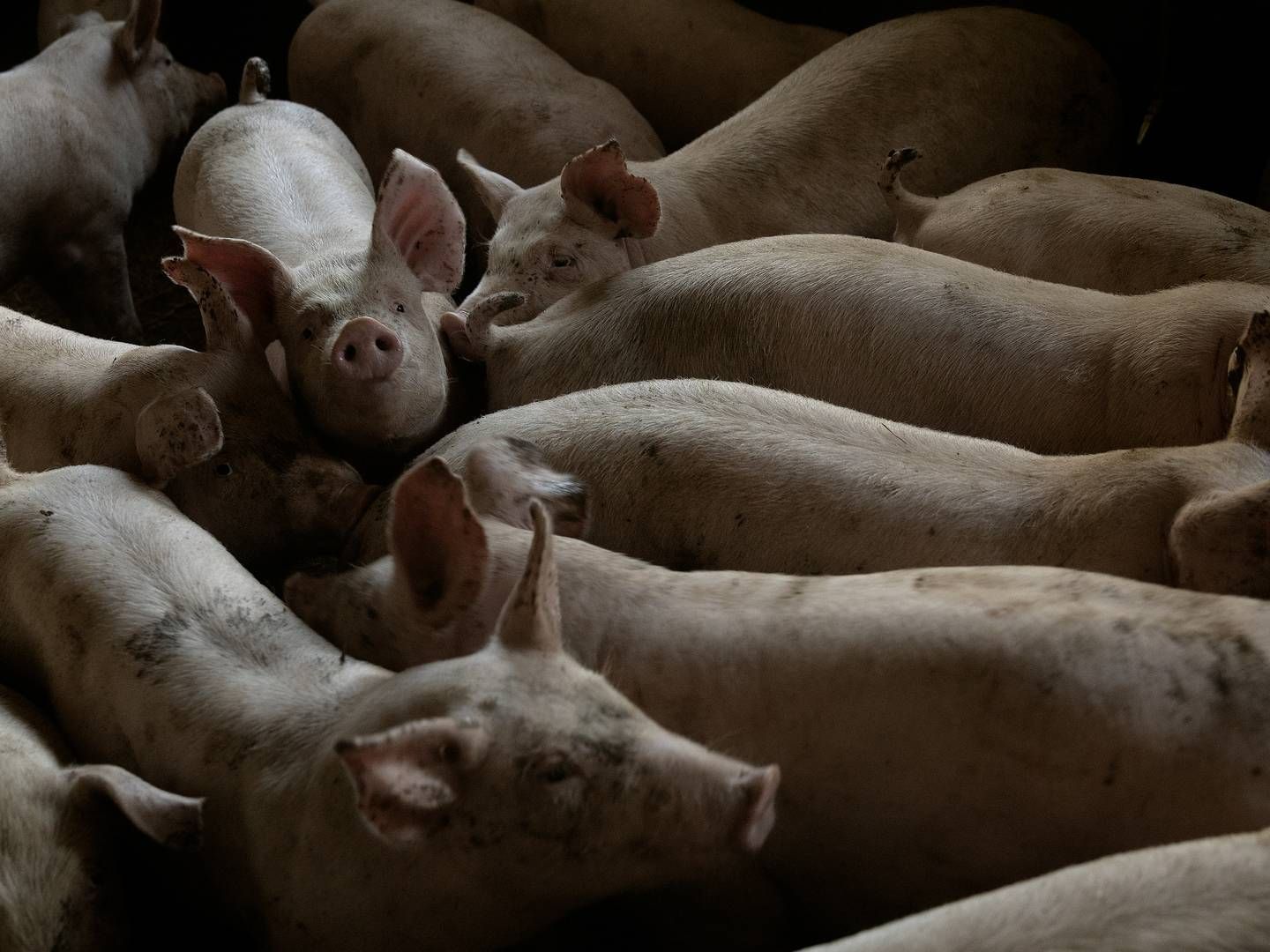 Problemer med afrikansk svinepest og skærpede miljøkrav i en række EU-lande, er med til at svække forventningerne til de kommende års svineproduktion, viser ny rapport fra EU-Kommissionen. | Foto: Peter Hove Olesen