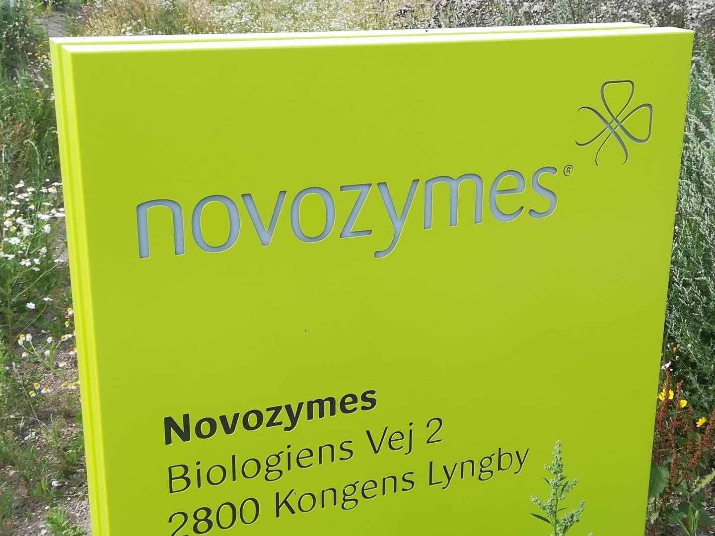 Novozymes er storebror i fusionen, men der ligger nyt navn og fælles brand i kortene. | Foto: Martin Havtorn Petersen / Watch Medier