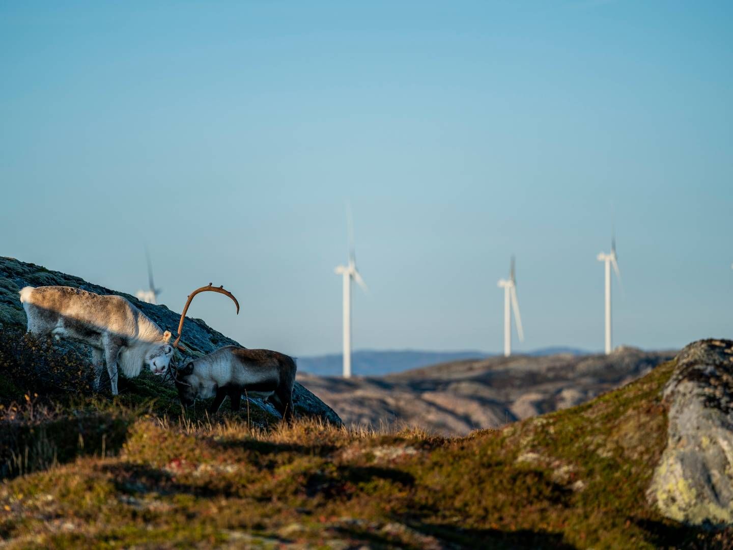 Europe's largest onshore wind farm project, Fosen, is still endangered even though all turbines have been in operation for some time. But there is a need of more land-based wind power in Norway, according to new partnership. | Photo: Fosen Vind