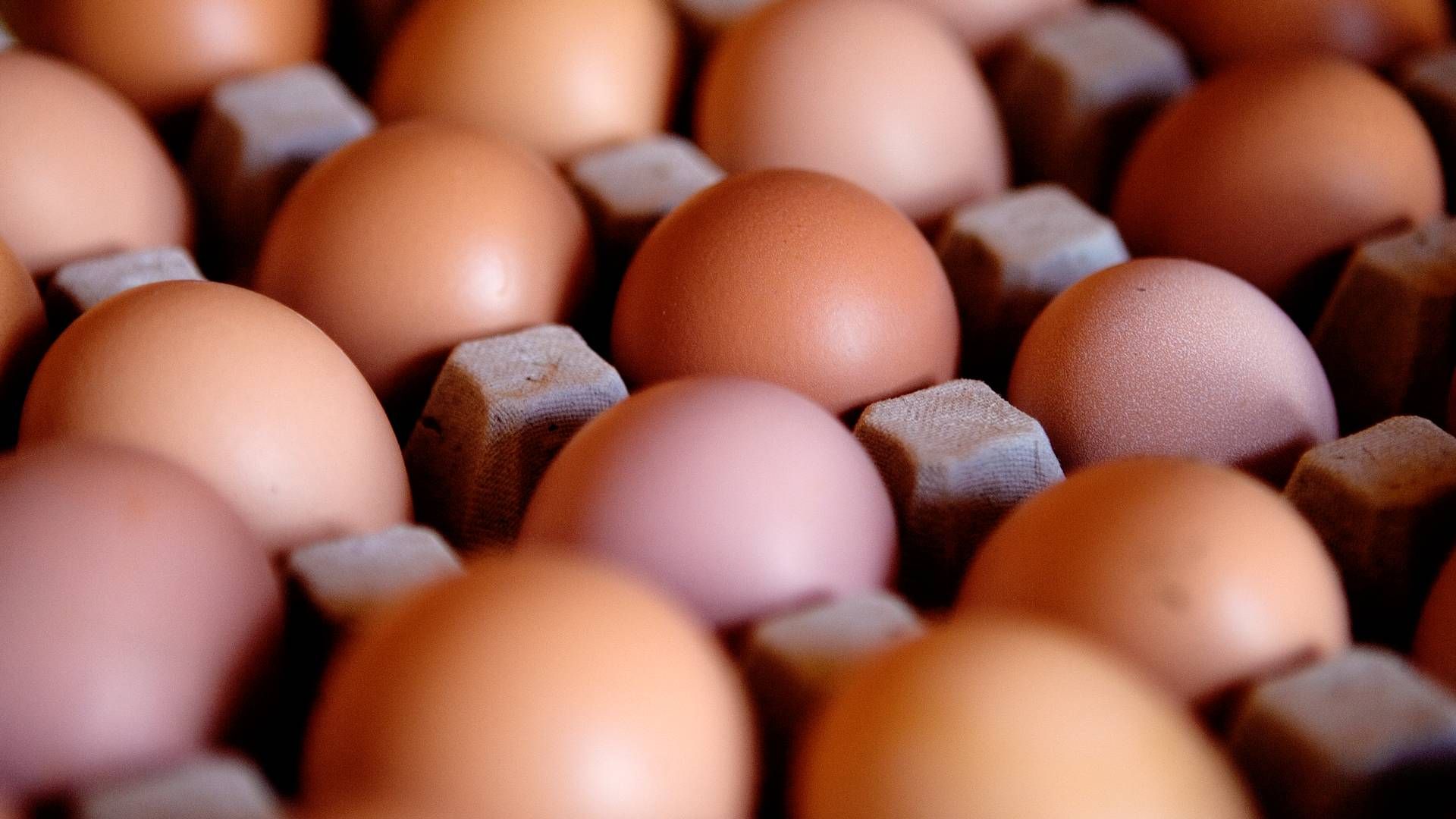 Fiskemel er ifølge Fødevarestyrelsens vurdering hovedkilden til PFAS i økologiske æg. | Foto: Thomas Borberg