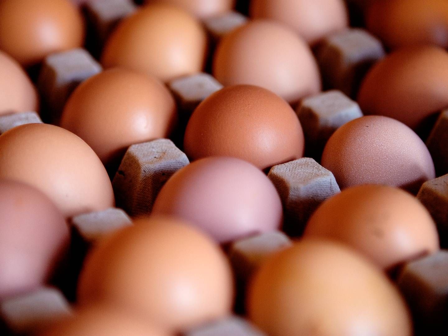 Fiskemel er ifølge Fødevarestyrelsens vurdering hovedkilden til PFAS i økologiske æg. | Foto: Thomas Borberg