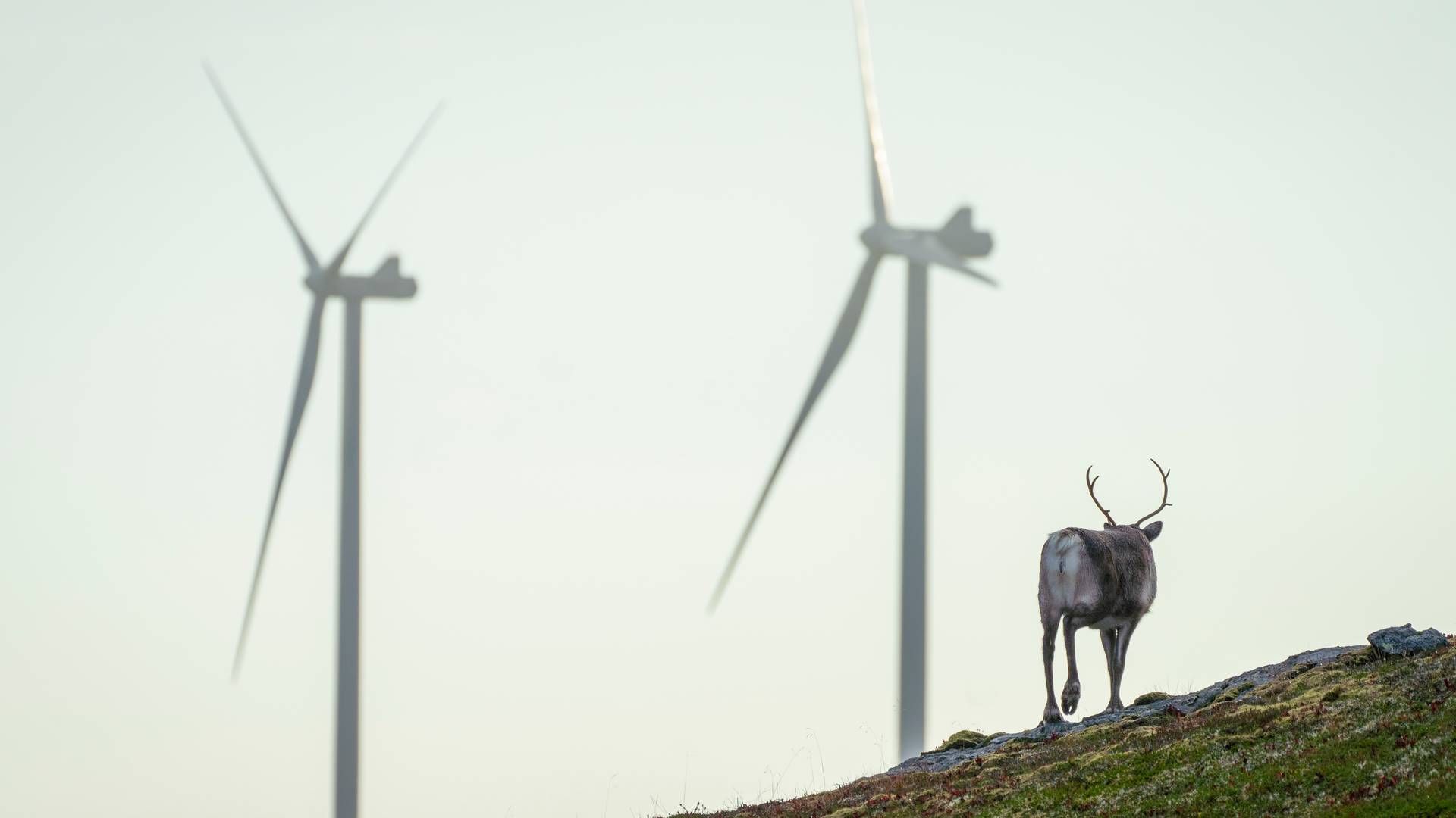 KRITISERER ENERGIKOMMISJONEN: – Mer utbygging av all energi, raskere, vil kunne føre til massiv overkjøring av samiske rettigheter. | Foto: Heiko Junge / NTB