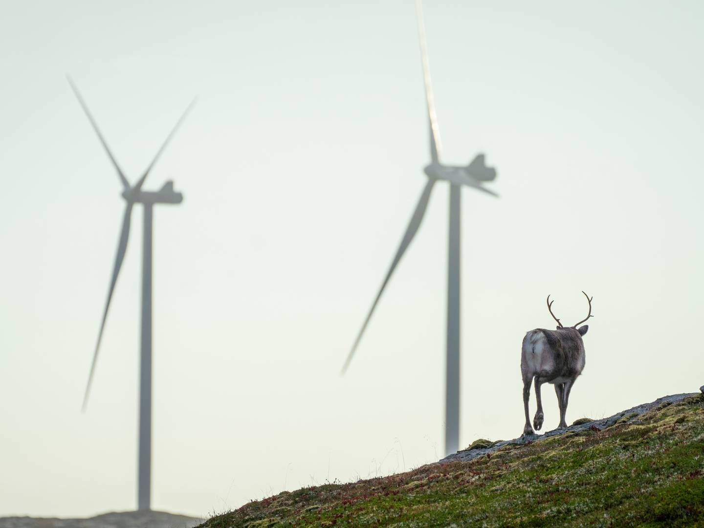 KRITISERER ENERGIKOMMISJONEN: – Mer utbygging av all energi, raskere, vil kunne føre til massiv overkjøring av samiske rettigheter. | Foto: Heiko Junge / NTB
