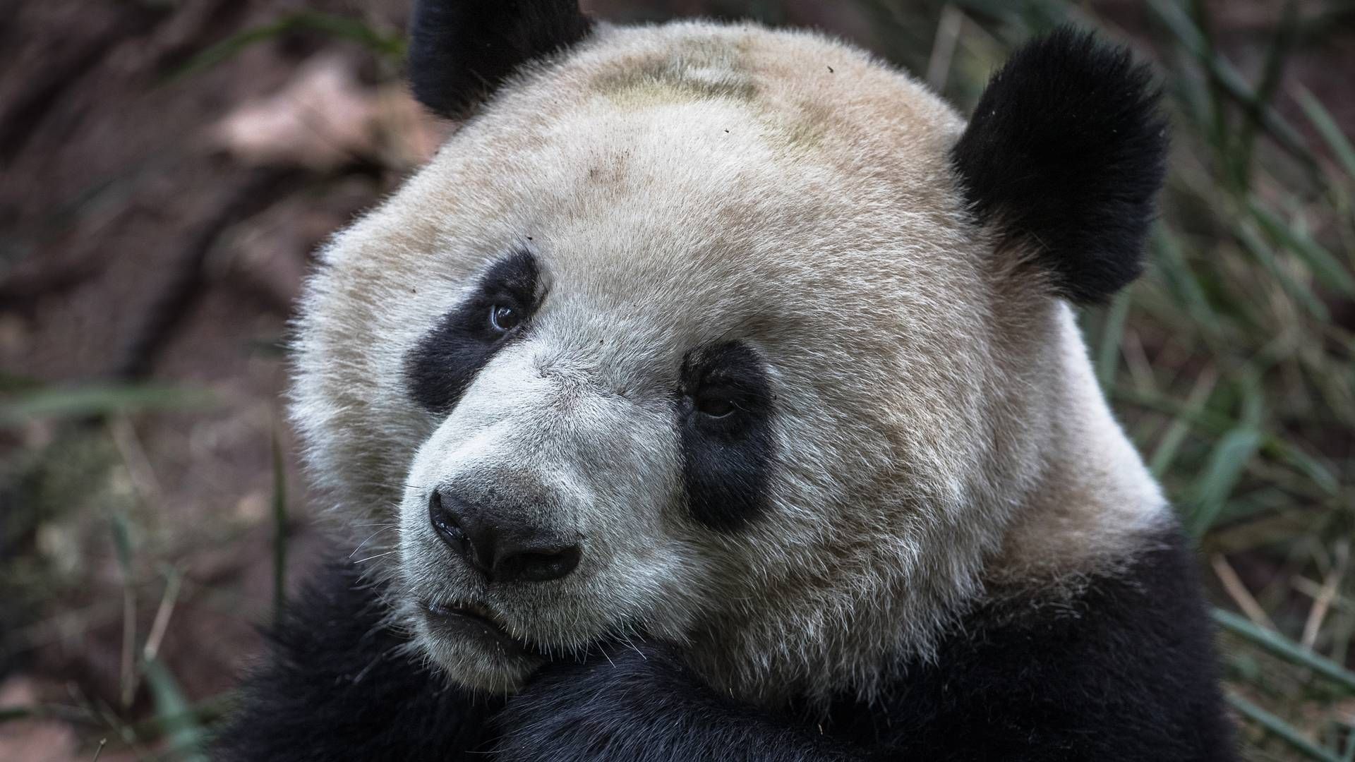Ein Pandabär - fotografiert in Chengdu in der chinesischen Provinz Sichuan. | Foto: picture alliance/EPA-EFE | ROMAN PILIPEY