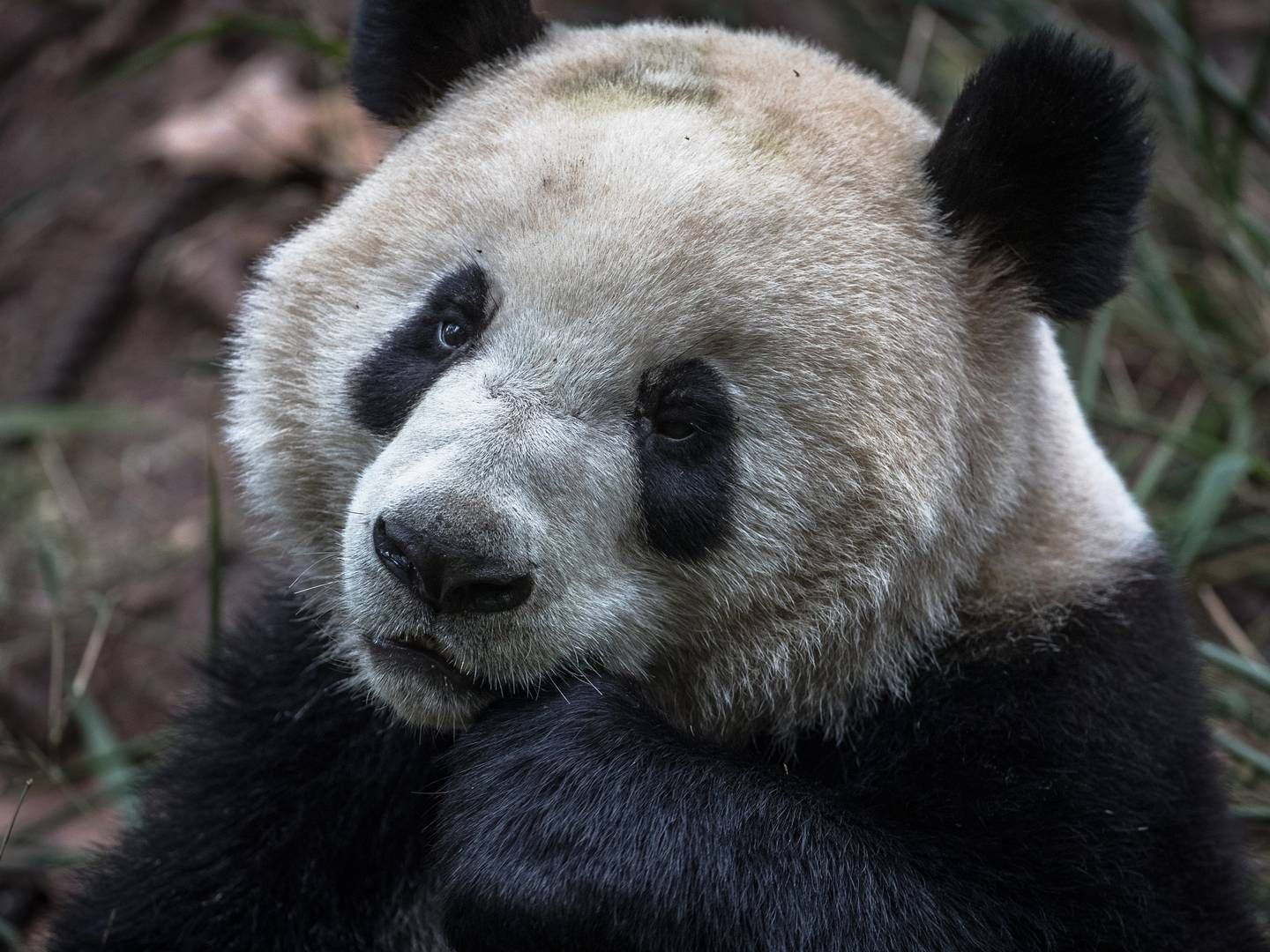 Ein Pandabär - fotografiert in Chengdu in der chinesischen Provinz Sichuan. | Foto: picture alliance/EPA-EFE | ROMAN PILIPEY