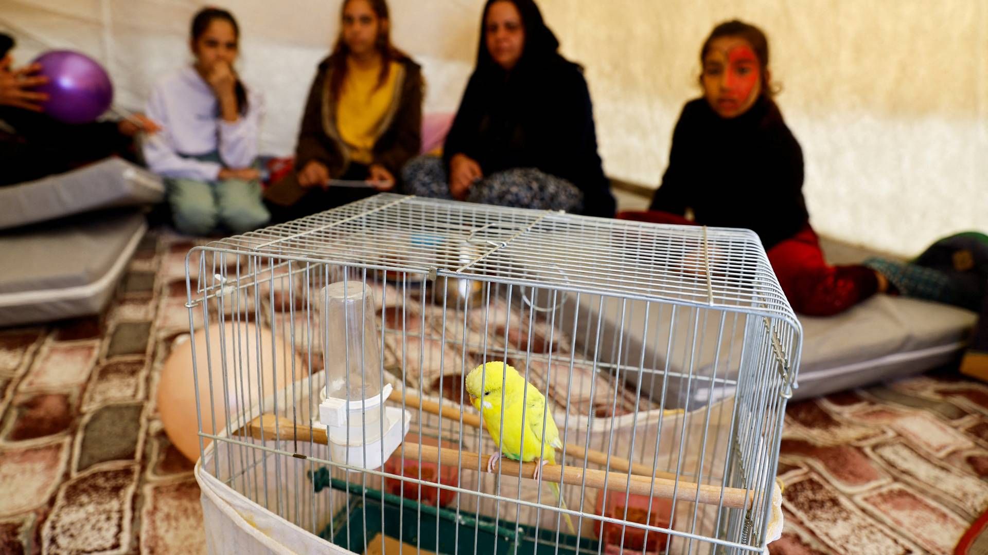 A bird sits in a cage at a tent, which serves as a camp for survivors, in the aftermath of the deadly earthquake in Osmaniye, Turkey February 16, 2023. | Photo: Suhaib Salem/Reuters/Ritzau Scanpix