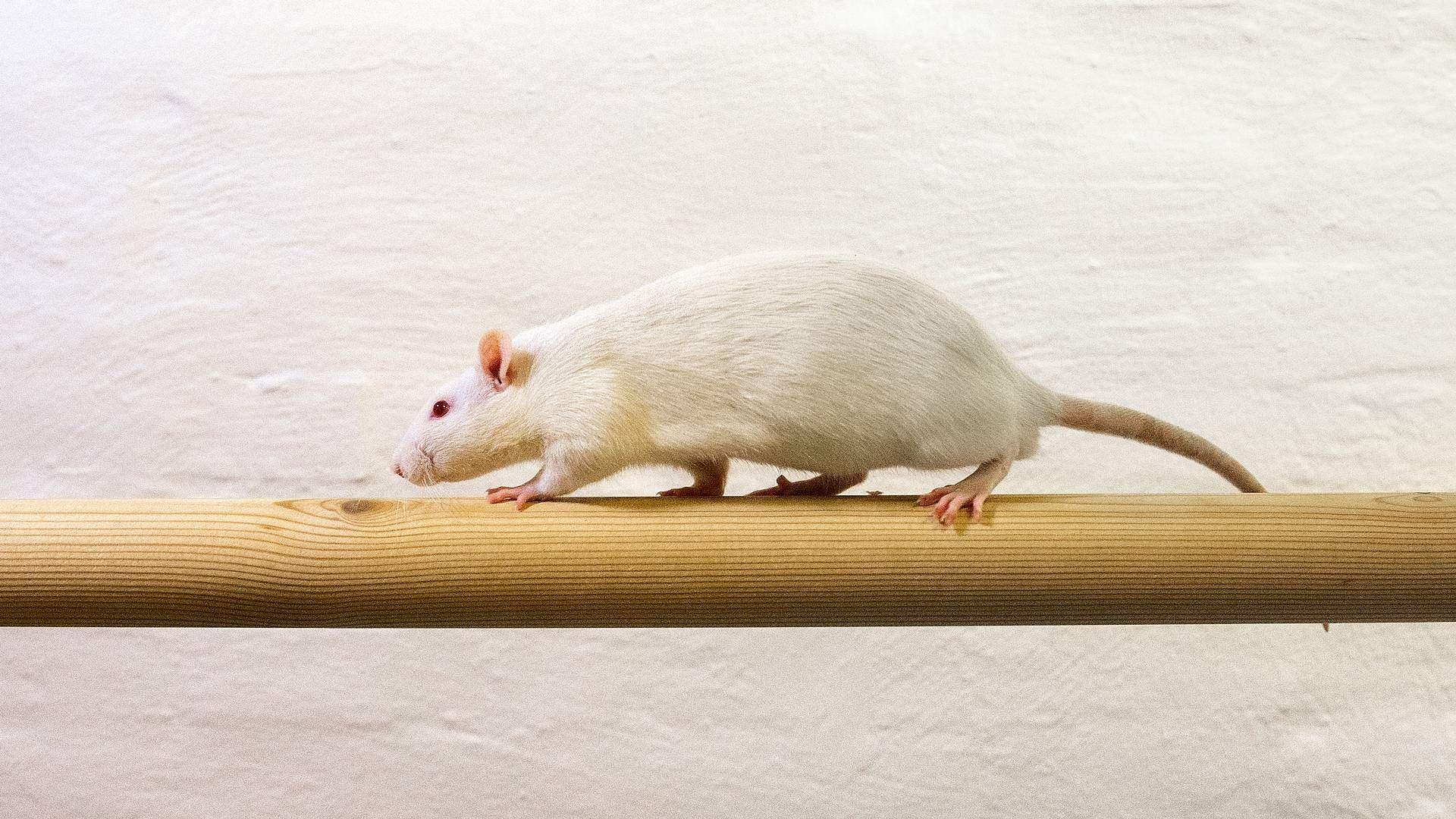 Ved at få rotter til at dyrke sikker sex, vil Triptobio overfløddiggøre rottegift. | Foto: Finn Frandsen
