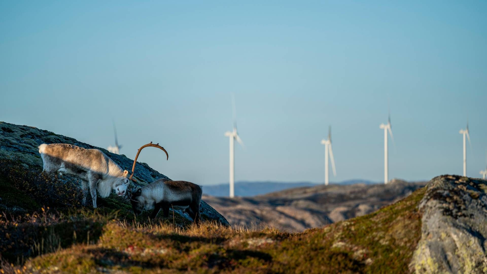 Samtalerne om udredningsplanen for Fosen er endnu ikke kommet i mål. Her fra Storheia vindmøllepark. | Foto: Fosen Vind