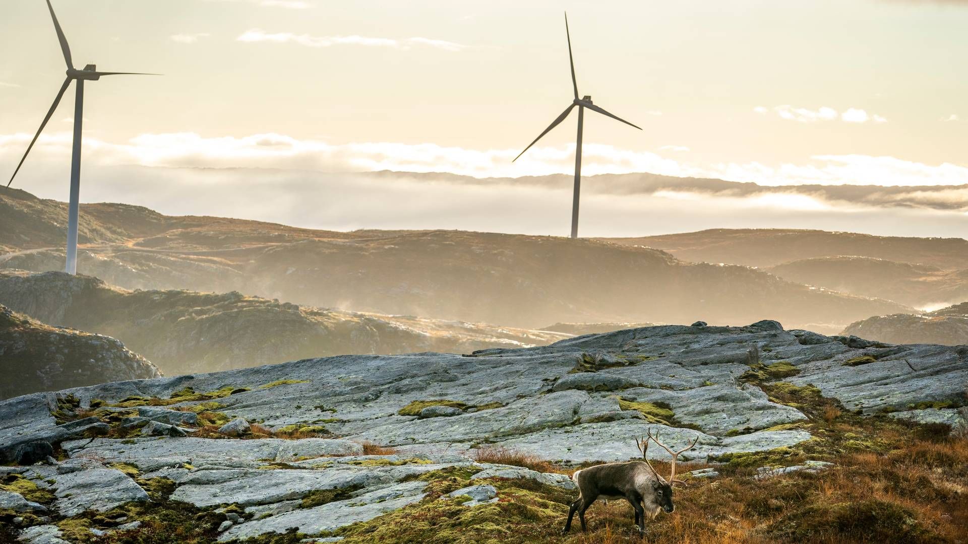 10 ØRE/KWH: Hvis de to omstridte vindkraftverk på Fosen rives, kan strømprisen i Midt-Norge øke med ti øre kilowattimen de neste årene, ifølge ferske anslag. | Foto: Heiko Junge / NTB