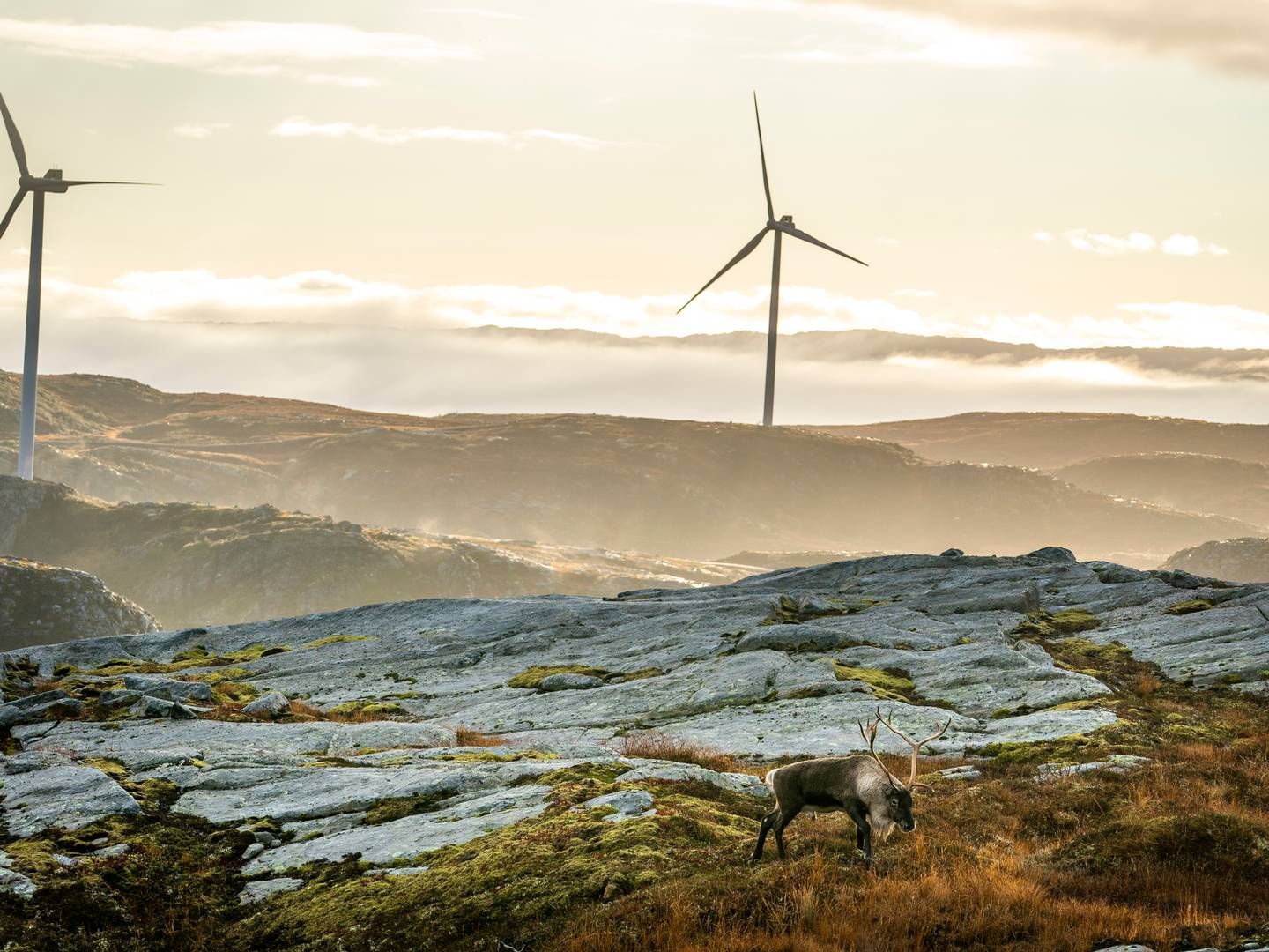 10 ØRE/KWH: Hvis de to omstridte vindkraftverk på Fosen rives, kan strømprisen i Midt-Norge øke med ti øre kilowattimen de neste årene, ifølge ferske anslag. | Foto: Heiko Junge / NTB