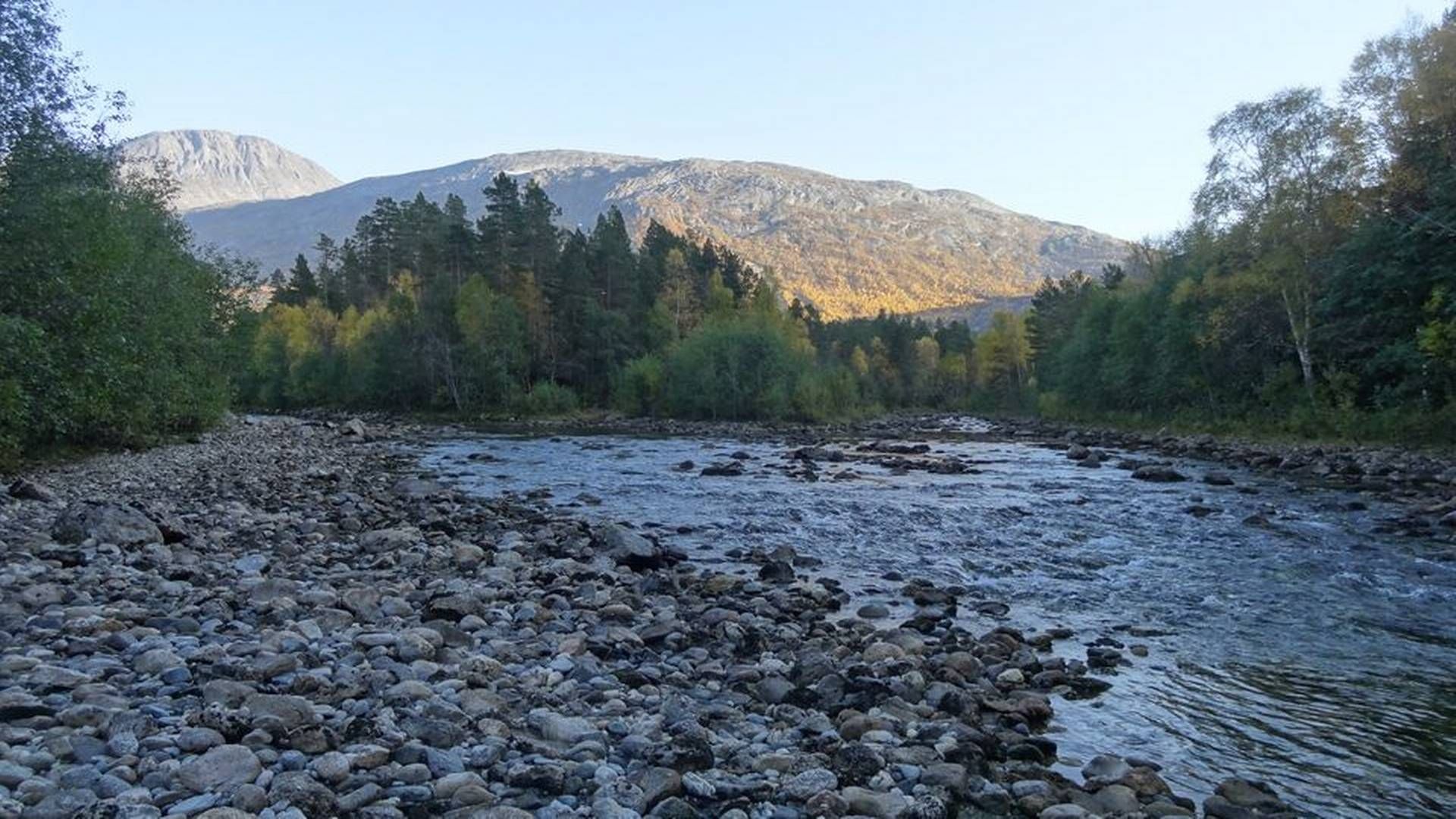 GLADLAKS: Fisken i Skjoma skal få bedre levevilkår. Nåverdien av produksjonstapet grunnet minstevannføring er estimert til ca. 268 millioner kroner. | Foto: NVE.