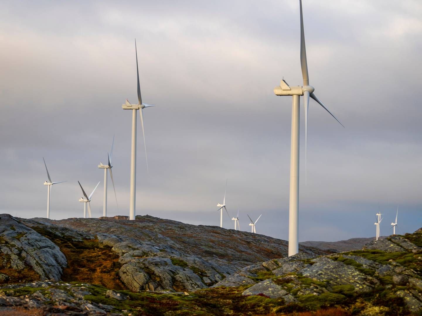 KAN BLI POLITIANMELDT: Storheia vindpark er den største av vindparkene i porteføljen til Fosen Vind, og den andre av vindparkene som ble bygget. Da den ble overført til ordinær drift i februar 2020 var den Norges største med 80 turbiner og en installert effekt på 288 MW. | Foto: Heiko Junge / NTB