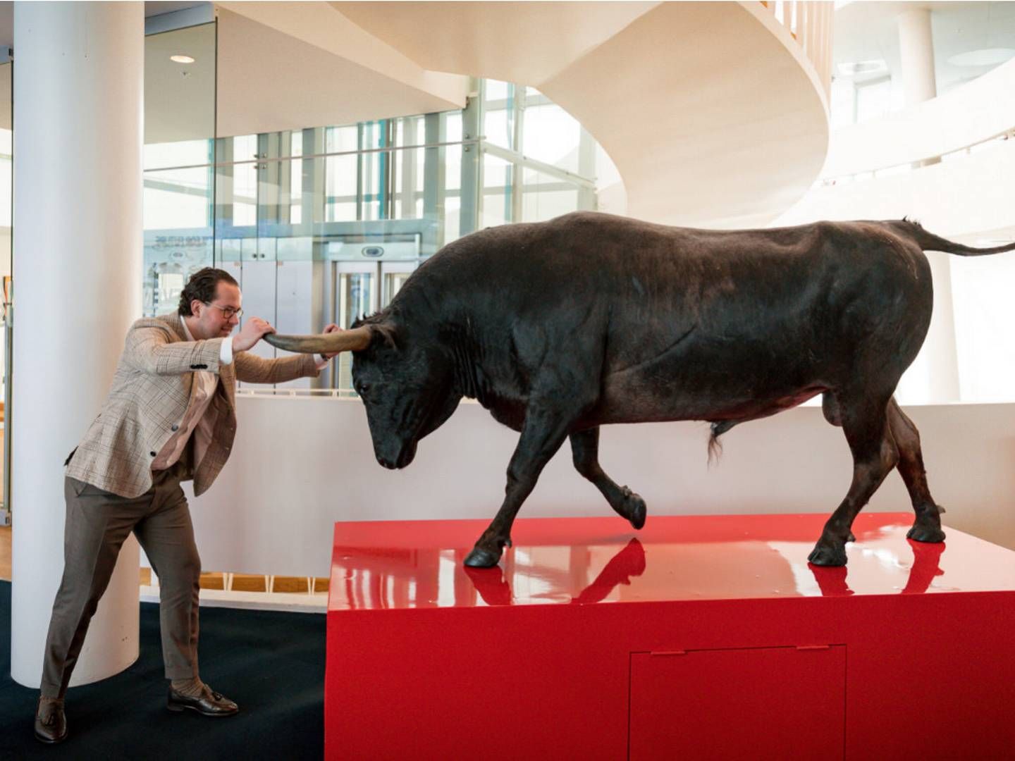 Oskar Bernhardtsen i kamp mod tyren, der er udstillet i Saxo Banks hovedsæde på Tuborg Havn. | Foto: Pr