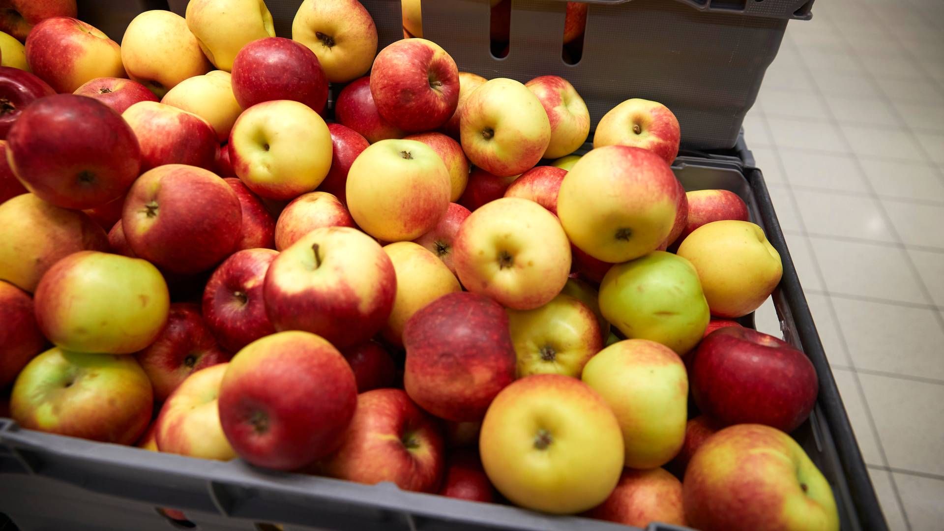 Både klimaet og økonomien udfordrer de danske æbleavlere. | Foto: Jens Dresling
