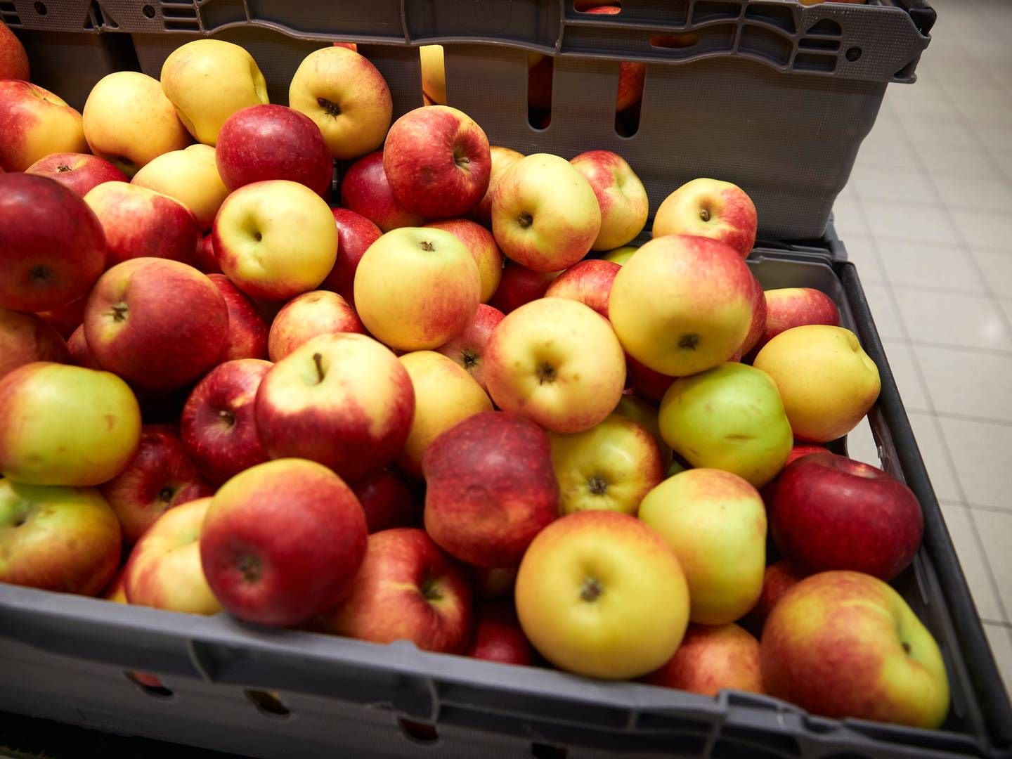 Både klimaet og økonomien udfordrer de danske æbleavlere. | Photo: Jens Dresling