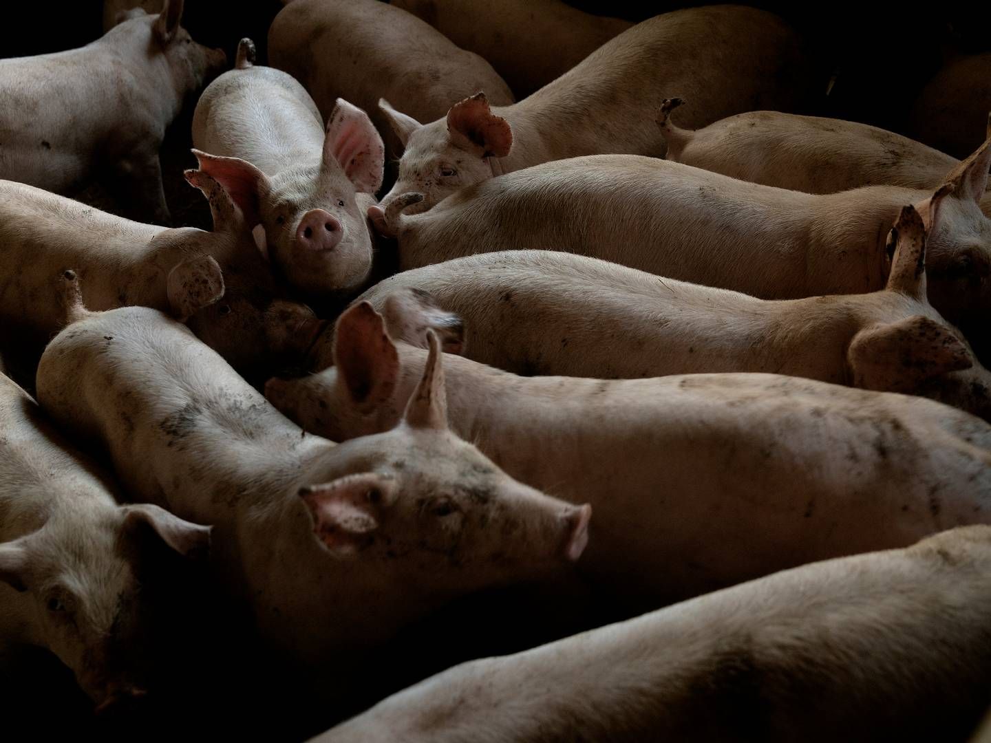 Antallet af svin i Danmark falder. | Foto: Peter Hove Olesen