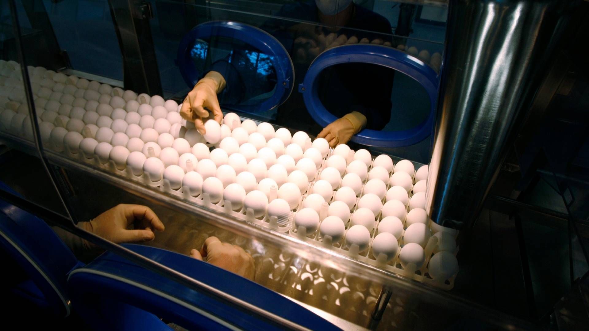 Sanofi benytter æg til selskabets nuværende produktion af influenza-vacciner. | Foto: Tim Shaffer/Reuters/Ritzau Scanpix