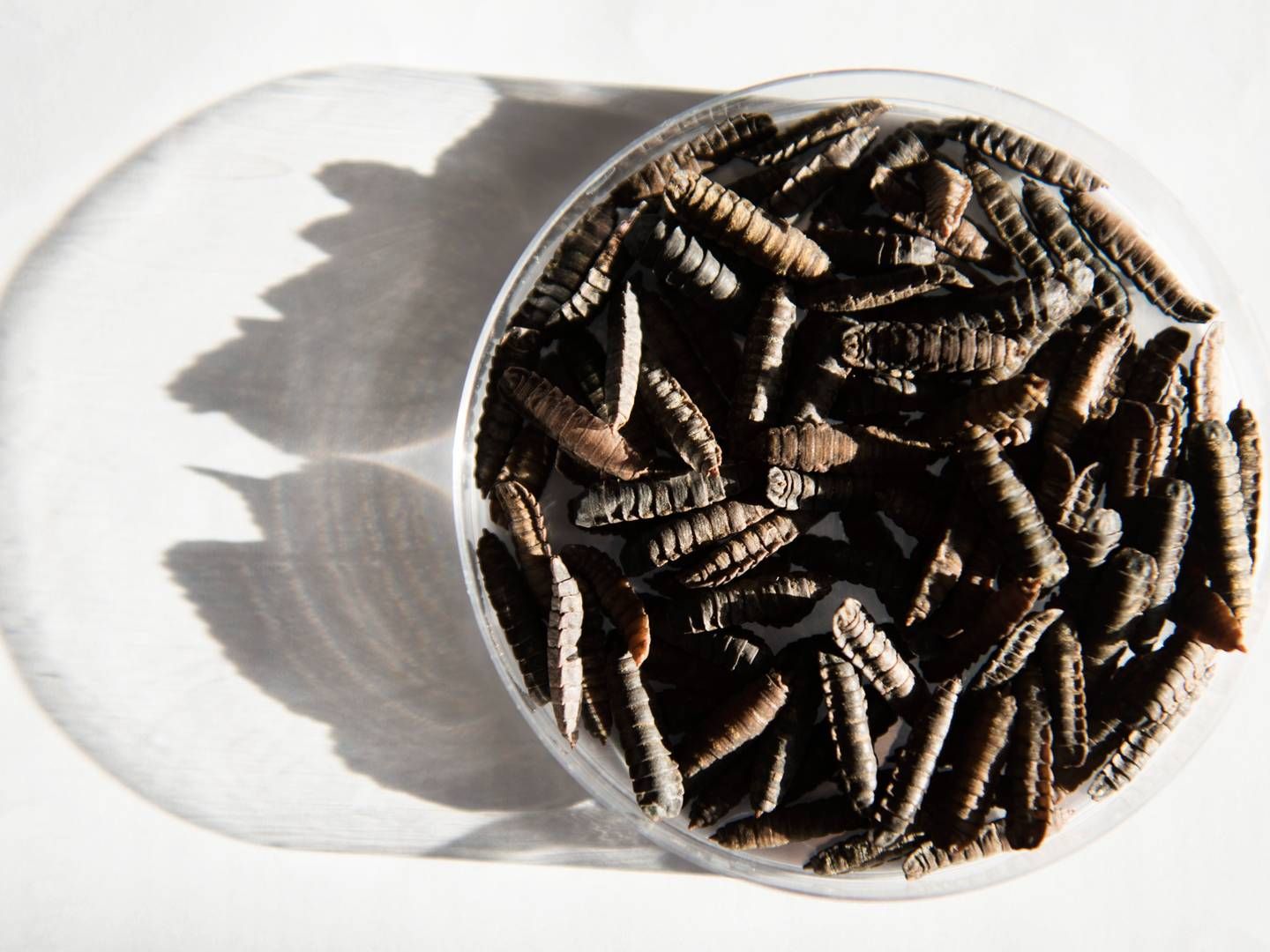 Enorm Biofactorys larveprodukt skal konkurrere med bl.a. fiskemel. | Foto: Laura Bisgaard Krogh
