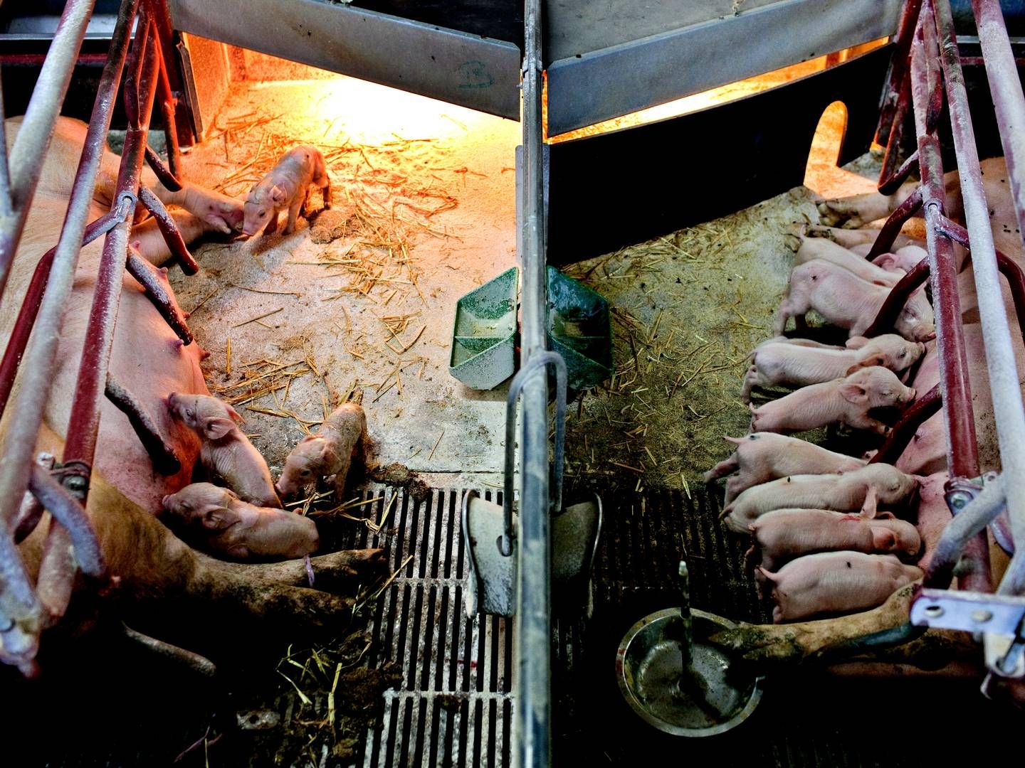 Veng System står bag en række løsninger til brug i smågrisestalde, bl.a. ventilation, smittesikring og såkaldt "intelligent farming." | Foto: Per Folkver