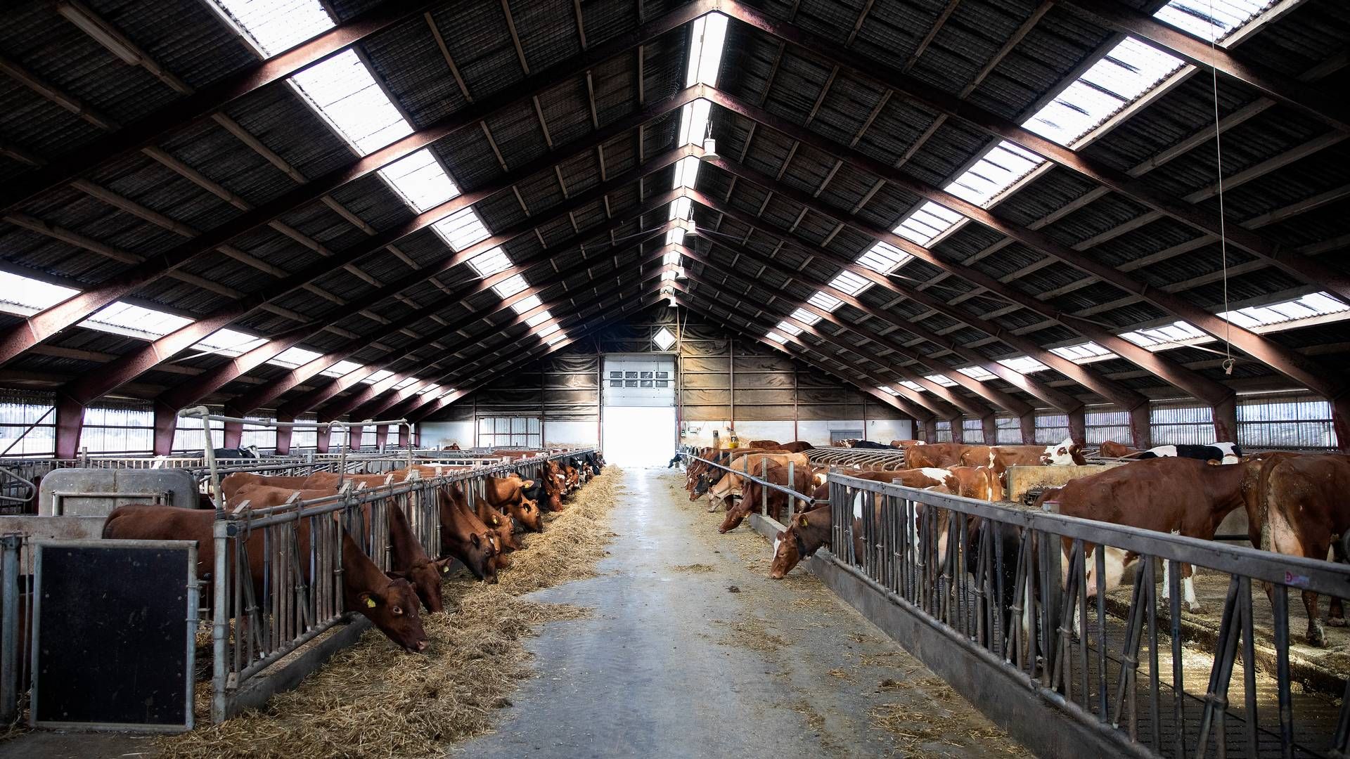 Kvægeksporten skal dirigeres væk fra Rusland, og det er blevet nemmere med købet af eksportstaldende i Kolding, fortæller Anders Levring. Arkivfoto. | Foto: Finn Frandsen