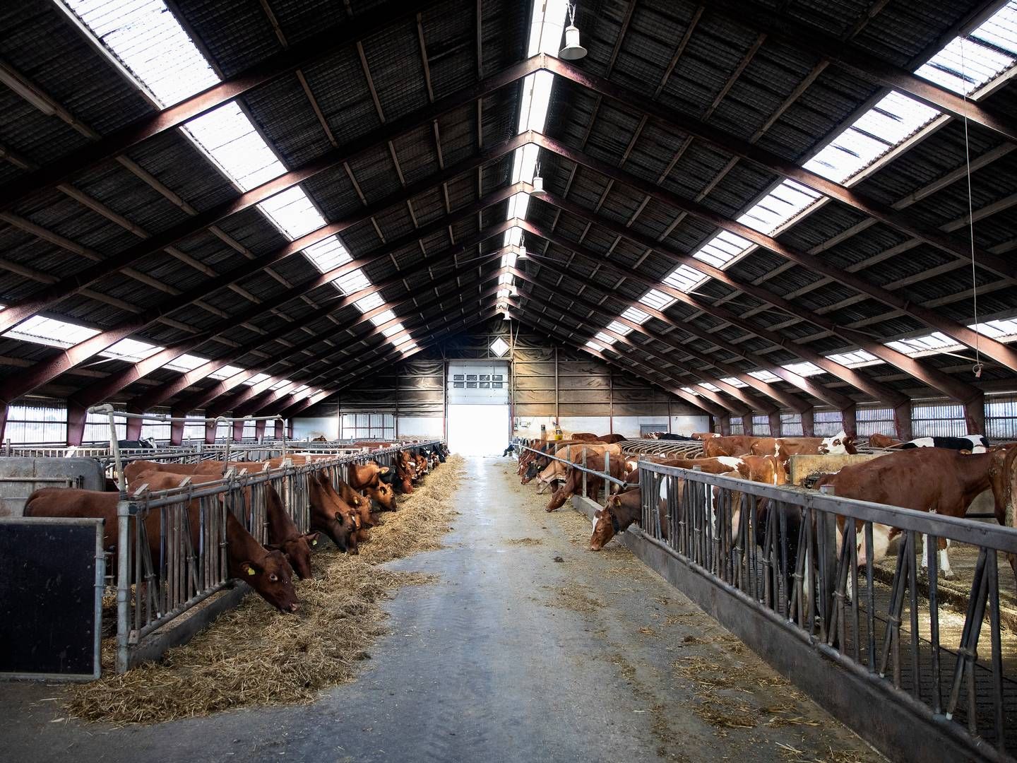 Kvægeksporten skal dirigeres væk fra Rusland, og det er blevet nemmere med købet af eksportstaldende i Kolding, fortæller Anders Levring. Arkivfoto. | Foto: Finn Frandsen