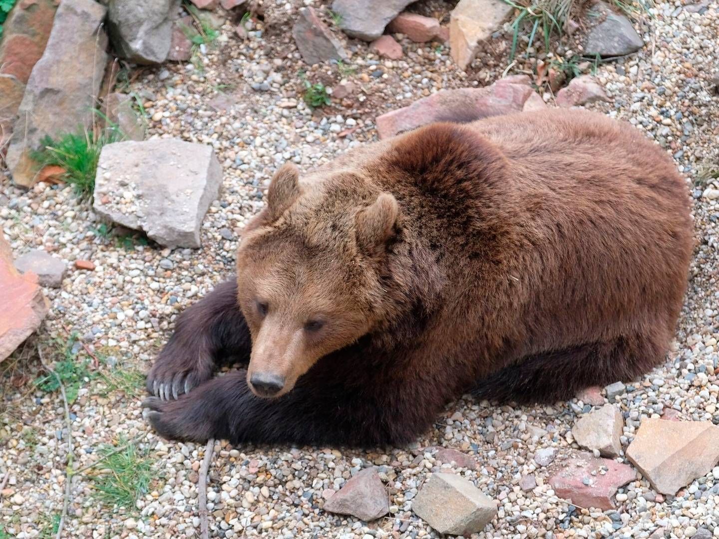Ifølge Aarhus Universitet har alle bjørne været bedøvet i forbindelse med undersøgelserne, som har været godkendt af de dyreetiske myndigheder. | Foto: Sebastian Willnow/AP/Ritzau Scanpix