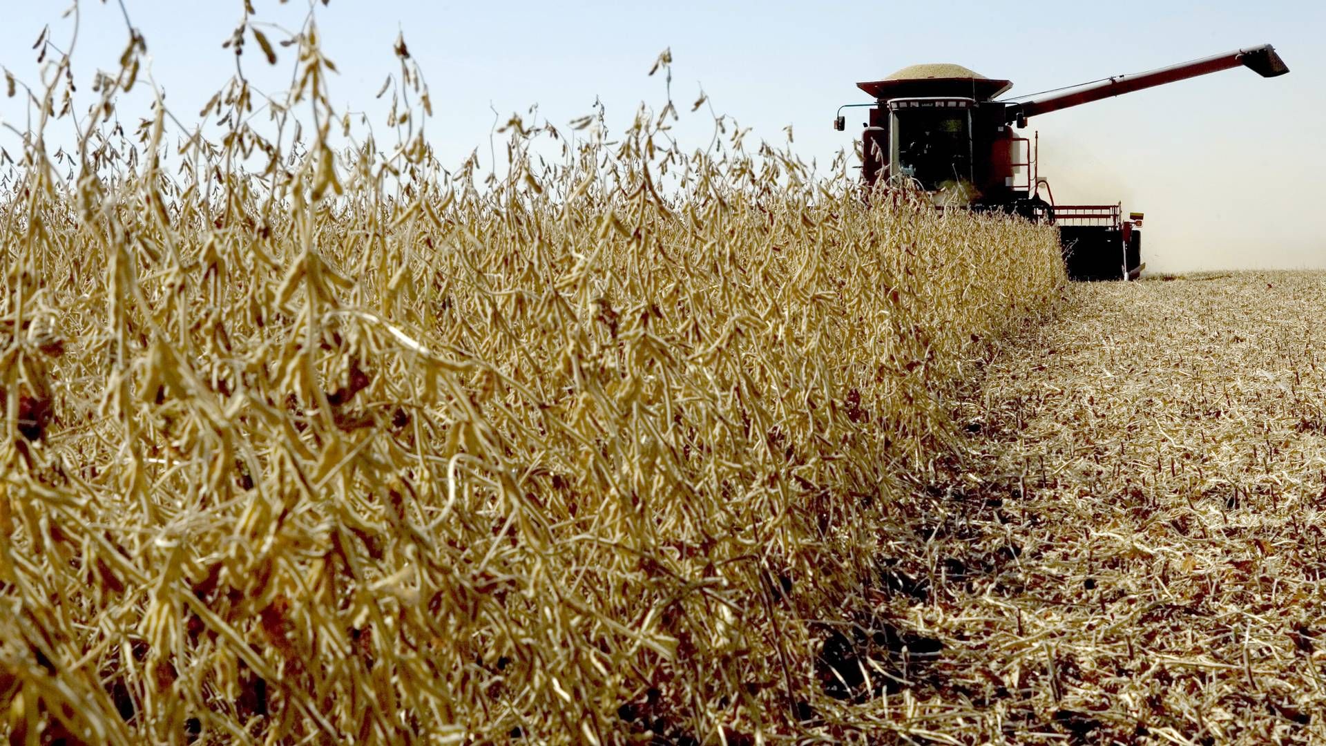 Amerikanske sojabønneeksporterer forventer fortsat stor efterspørgsel. Arkivfoto. | Foto: Thomas Borberg