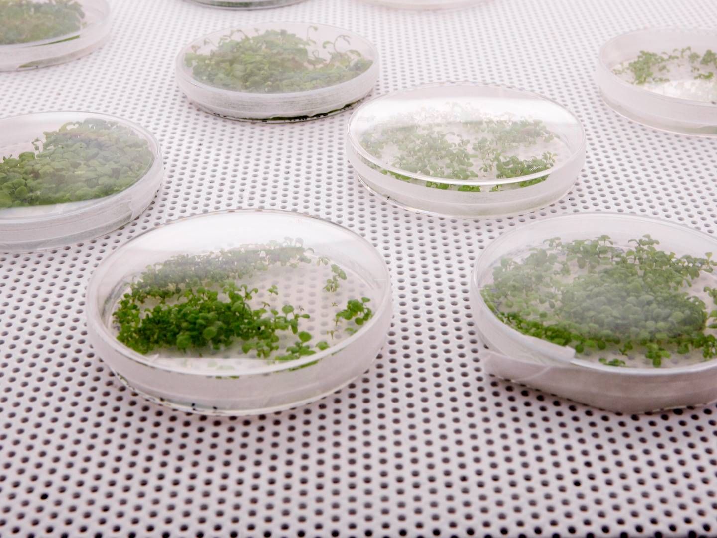 Flere danske virksomheder har igennem tiden eksperimenteret med biosolutions, f.eks. inden for GMO eller plantebeskyttelsesmidler. Arkivfoto. | Foto: Martin Bubandt