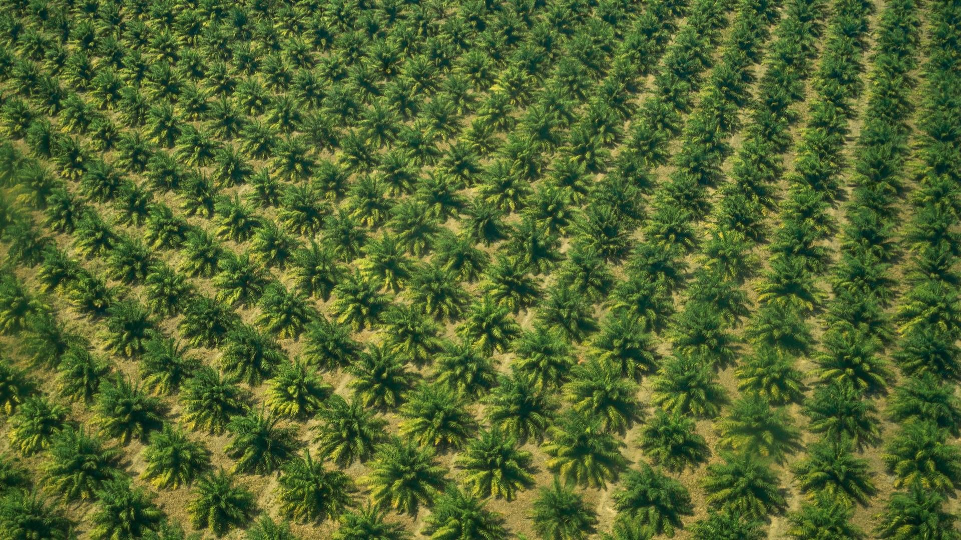 Store dele af verdens palmeolieplantager dyrkes på områder, hvor der før var regnskov, hvilket har en negativ effekt på miljøet og CO2-aftrykket til trods for at biodiesel åbenlyst belaster mindre end fossile brændstoffer. På denne plantage ved El Cimarrón arbejder man imidlertid med en bæredygtig produktion. | Foto: Mads Nissen
