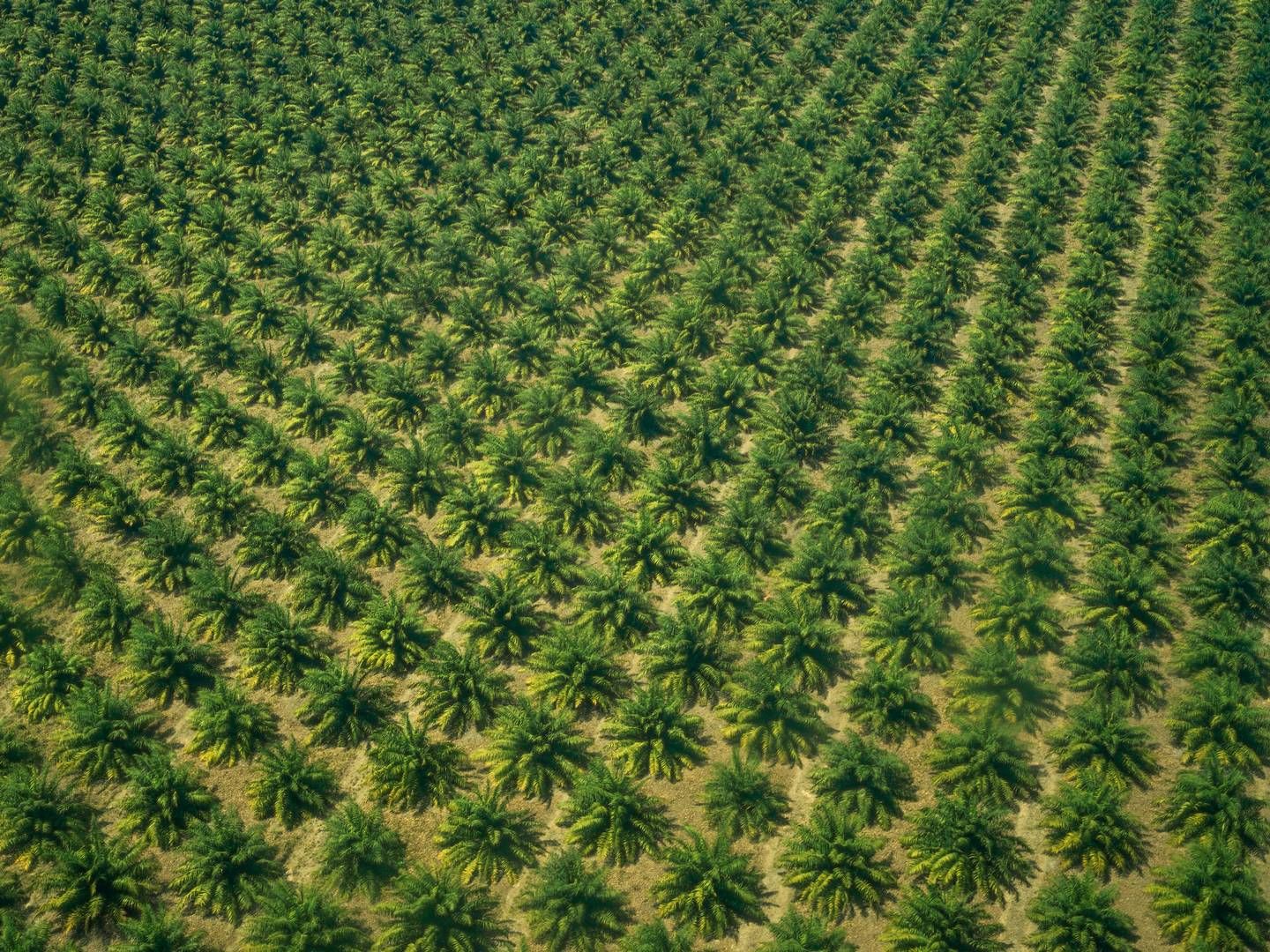 Store dele af verdens palmeolieplantager dyrkes på områder, hvor der før var regnskov, hvilket har en negativ effekt på miljøet og CO2-aftrykket til trods for at biodiesel åbenlyst belaster mindre end fossile brændstoffer. På denne plantage ved El Cimarrón arbejder man imidlertid med en bæredygtig produktion. | Foto: Mads Nissen