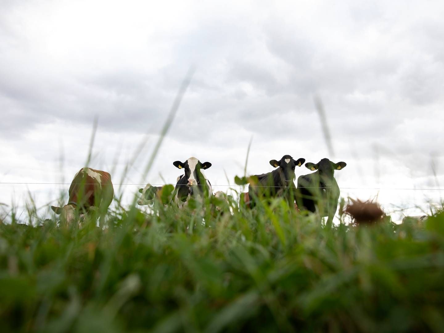 Kvægsektoren har søgt om mest støtte fra Økologisk investeringsstøtte og har som eneste indsatsområde søgt for mere, end der var sat af. | Foto: Finn Frandsen